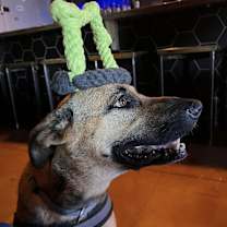 Thumbnail photo of Maggie #2