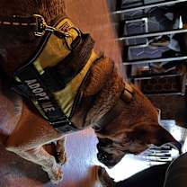 Thumbnail photo of Maggie #3