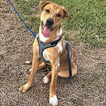 Thumbnail photo of Leo #3