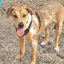 Thumbnail photo of Leo #4