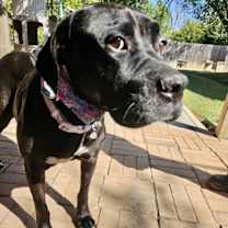 Thumbnail photo of Sadie #3