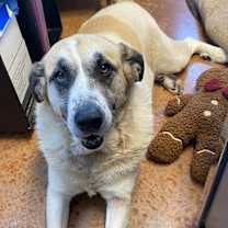 Thumbnail photo of Luna Bear #1