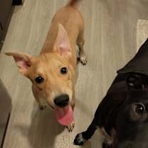adopt-pet