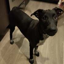 adopt-pet