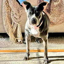 Thumbnail photo of Ruby #1