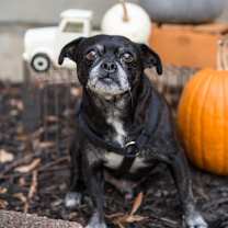 Thumbnail photo of Louis #1