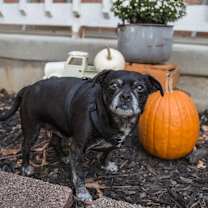 Thumbnail photo of Louis #2