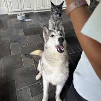 Thumbnail photo of Kovu #2