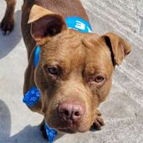 Thumbnail photo of Ace - Adoption fee fully sponsored! #1