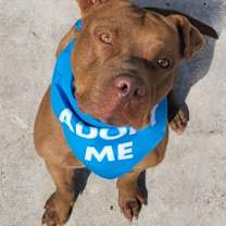 Thumbnail photo of Ace - Adoption fee fully sponsored! #2