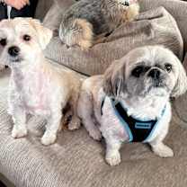 Thumbnail photo of Lulu and Gizmo #1
