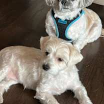 Thumbnail photo of Lulu and Gizmo #2