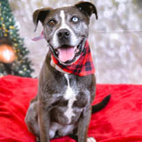 Thumbnail photo of Dominque aka Dom #1