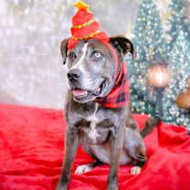 Thumbnail photo of Dominque aka Dom #2