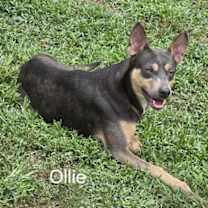 Thumbnail photo of Ollie #1