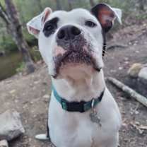 Thumbnail photo of Olive (Courtesy Post) #1