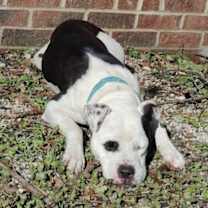 Thumbnail photo of Olive (Courtesy Post) #2