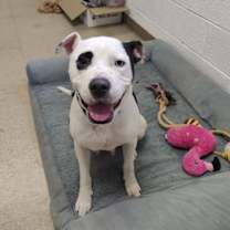 Thumbnail photo of Olive (Courtesy Post) #3