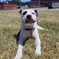 Thumbnail photo of Olive (Courtesy Post) #4