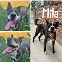 Thumbnail photo of Mila #1