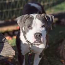 Thumbnail photo of Daisy FKA Kanga #1