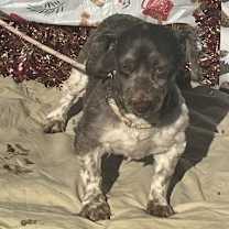 Thumbnail photo of JACK/ ADOPTED #1