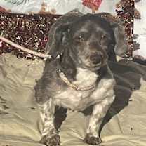 Thumbnail photo of JACK/ ADOPTED #2