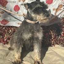 Thumbnail photo of VIOLET/ mini 6lbs #1