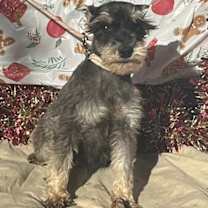 Thumbnail photo of VIOLET/ mini 6lbs #2