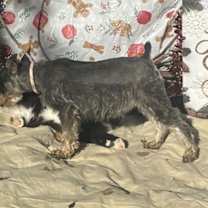 Thumbnail photo of VIOLET/ mini 6lbs #3