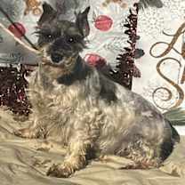 Thumbnail photo of CYNTHIA #1