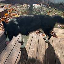 Thumbnail photo of Ernie (a courtesy listing in Lawrence, KS) #3