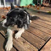 Thumbnail photo of Ernie (a courtesy listing in Lawrence, KS) #1