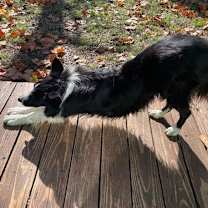 Thumbnail photo of Ernie (a courtesy listing in Lawrence, KS) #2