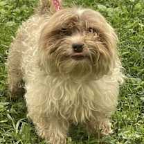 Thumbnail photo of JULIE/ADOPTED #1