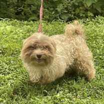 Thumbnail photo of JULIE/ADOPTED #2