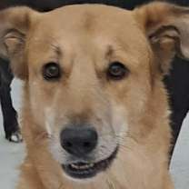 Thumbnail photo of CLANCEY (Mid East) yo/kt - tripaw #2