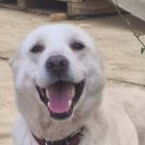 Thumbnail photo of Belfi (Mid-East) KP #1