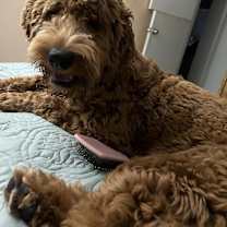 Thumbnail photo of Dexter #1