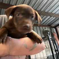 Thumbnail photo of Bentley #2