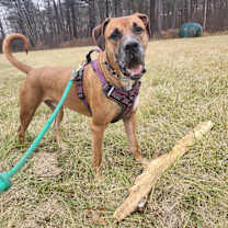adopt-pet