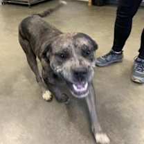 Thumbnail photo of roofus #1