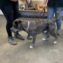 Thumbnail photo of roofus #2