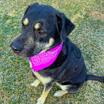 Thumbnail photo of WILLOW #1