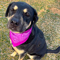 Thumbnail photo of WILLOW #2