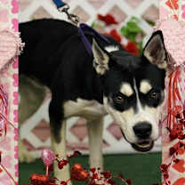 Thumbnail photo of Diesel #4