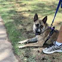 adopt-pet