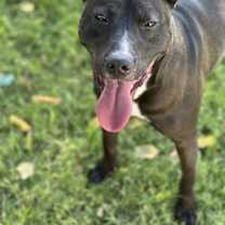adopt-pet