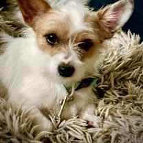 adopt-pet