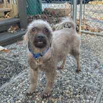 Thumbnail photo of Ziggy 9yr Adopted #1